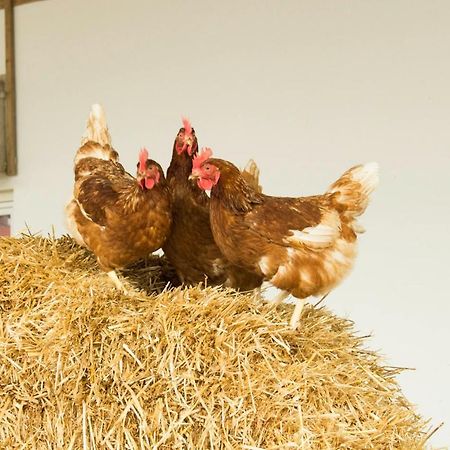 Ferienwohnung Murg Niederhof Eksteriør bilde