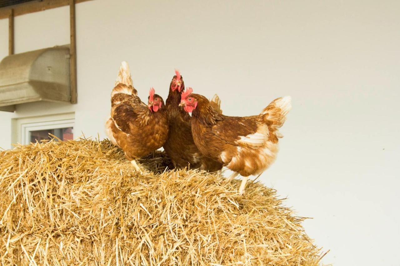 Ferienwohnung Murg Niederhof Eksteriør bilde